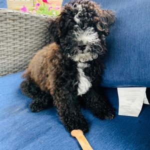 Meet your Posher, Anne